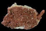 Natural, Red Quartz Crystal Cluster - Morocco #138898-1